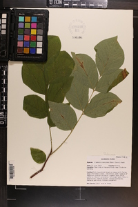 Cladrastis kentukea image