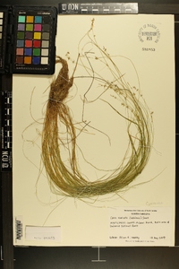 Carex radiata image