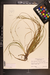 Carex impressinervia image