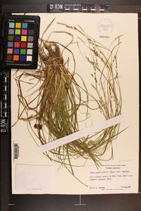 Carex impressinervia image