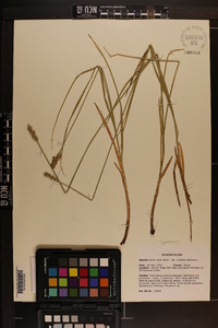 Carex fissa image