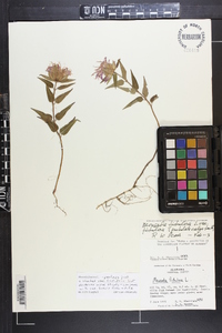 Monarda fistulosa subsp. brevis image