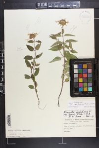 Monarda fistulosa var. brevis image