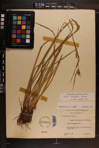 Carex crebriflora image