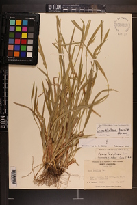 Carex kraliana image