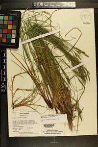 Carex virescens image