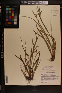 Carex pigra image