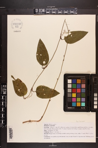 Smilax walteri image