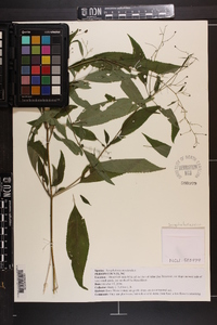 Scrophularia marilandica image