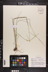 Rhynchospora colorata image