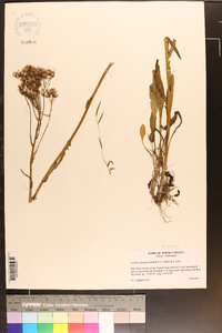 Senecio anonymus image