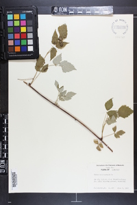 Rubus occidentalis image