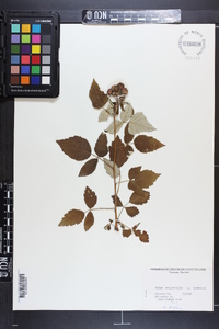 Rubus occidentalis image