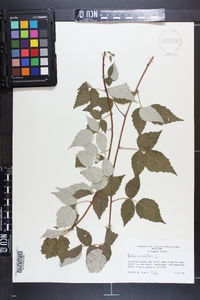 Rubus occidentalis image