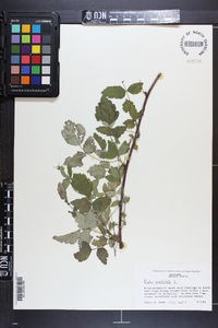 Rubus occidentalis image