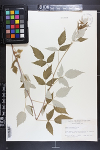 Rubus occidentalis image