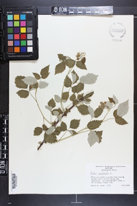 Rubus occidentalis image