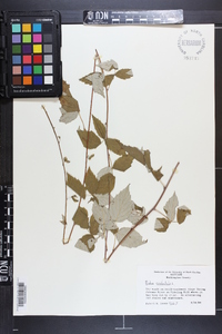 Rubus occidentalis image