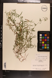 Galium uniflorum image