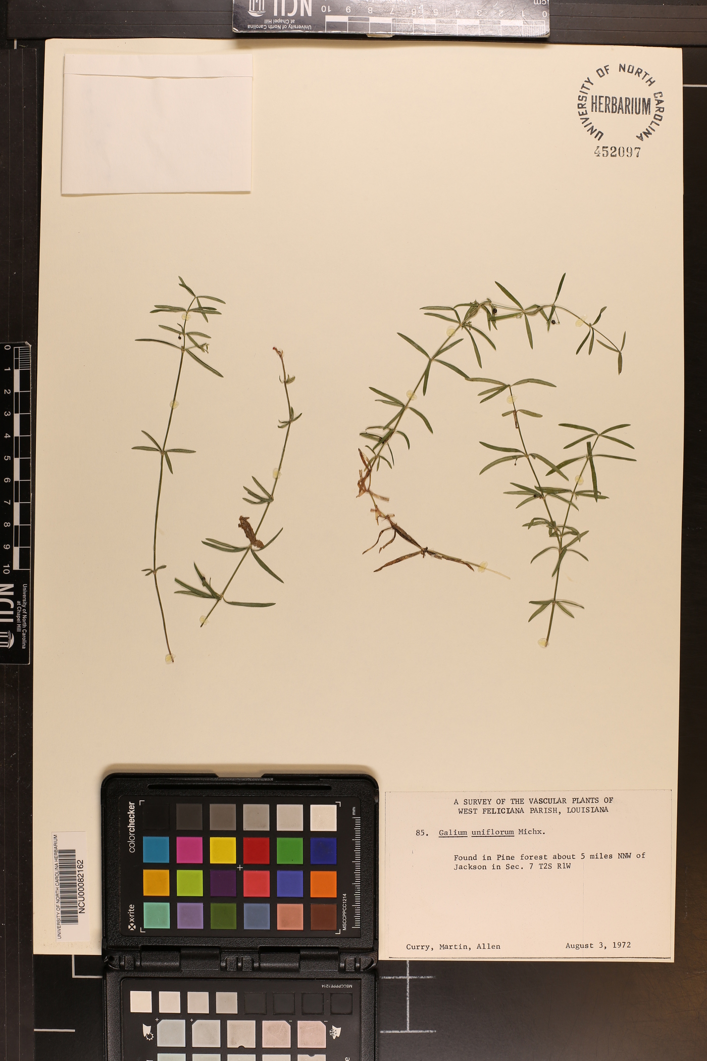 Galium uniflorum image