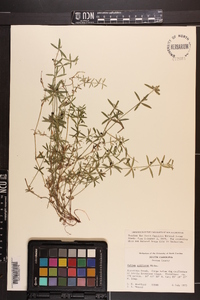 Galium uniflorum image