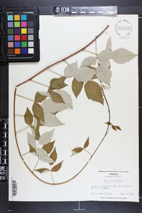 Rubus occidentalis image