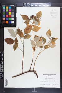 Rubus occidentalis image