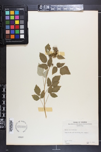 Rubus occidentalis image