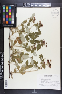 Rubus occidentalis image