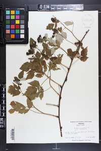 Rubus occidentalis image