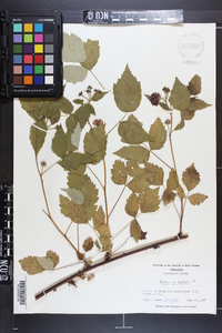 Rubus occidentalis image