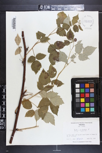 Rubus occidentalis image