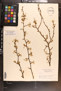 Prunus umbellata image