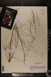 Eragrostis elliottii image