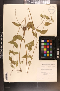 Pycnanthemum muticum image