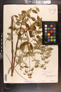 Pycnanthemum albescens image