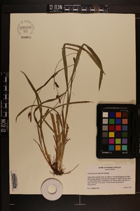 Carex gholsonii image