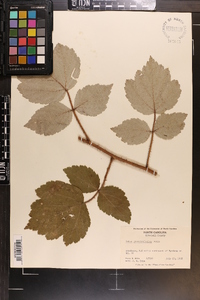 Rubus phoenicolasius image