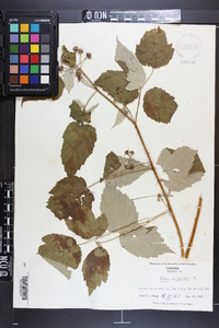 Rubus occidentalis image