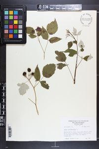 Rubus occidentalis image