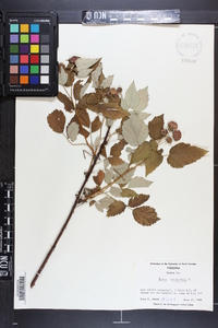 Rubus occidentalis image