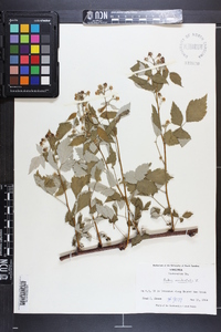 Rubus occidentalis image