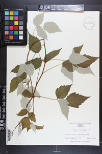 Rubus occidentalis image