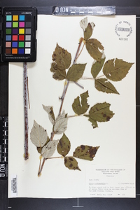 Rubus occidentalis image