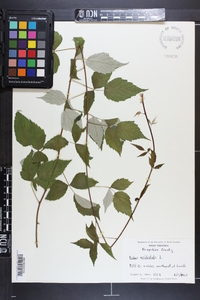 Rubus occidentalis image