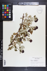 Rubus occidentalis image