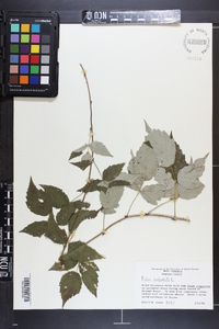 Rubus occidentalis image