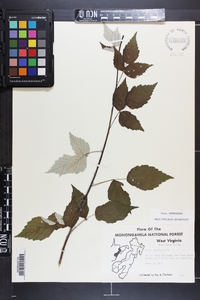 Rubus occidentalis image