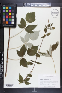 Rubus occidentalis image