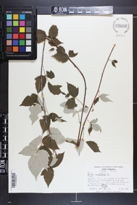 Rubus occidentalis image